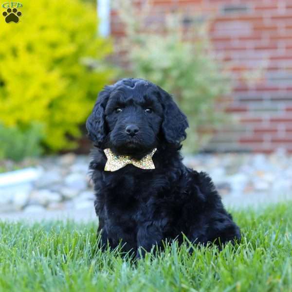 Sarge, Newfypoo Puppy